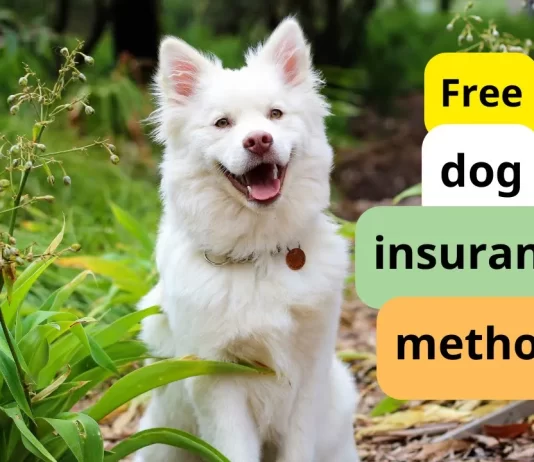 Dog insurance