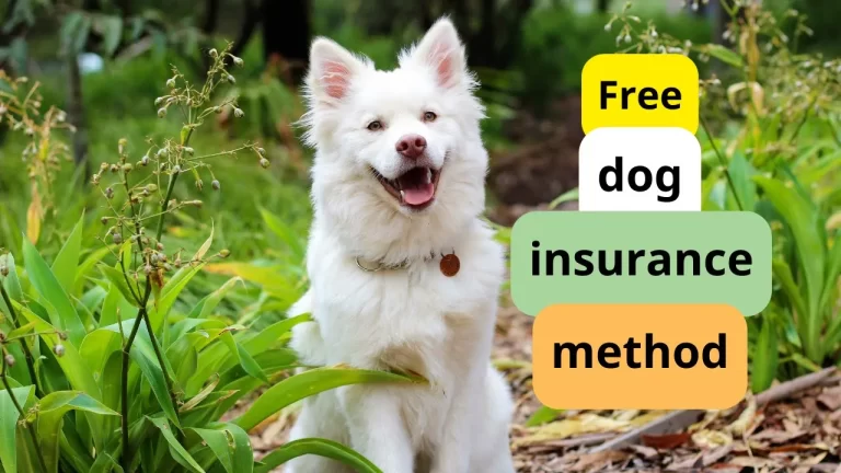Dog insurance