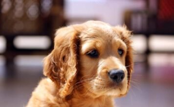 People Ask for Tougher Laws Against Animal Poaching