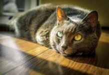 Top Facts about Animal Behaviour