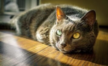 The Mystery Of The Vampire Rabbit