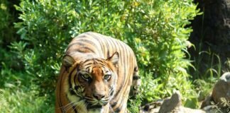 6 Animals that Went Viral Around the World