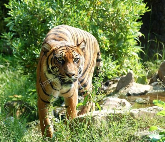 6 Animals that Went Viral Around the World