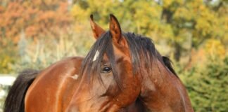 Ending the Bear Bile Industry